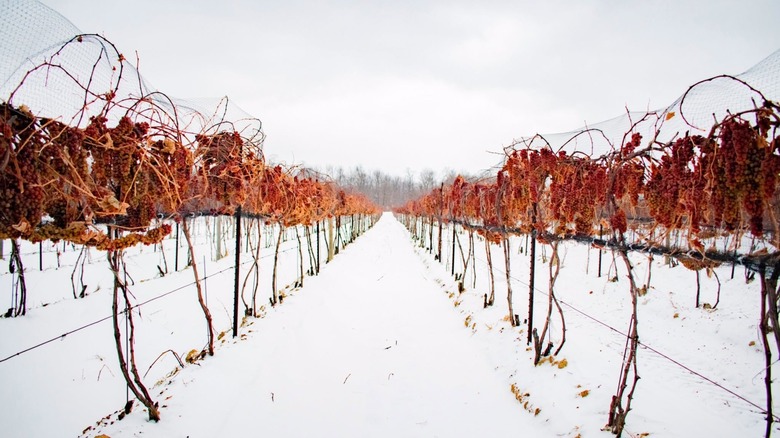 Looking down a row of vines full of grapes, stakly contrasting the snow on the ground and white skies overhead.