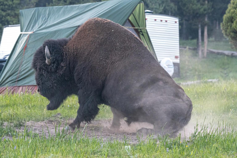 A massive bull bison tossed a tourist into the air, seriously injuring him, in a heart-pounding caught-on-camera attack at Yellowstone National Park in Wyoming. Hanjo Hellmann – stock.adobe.com