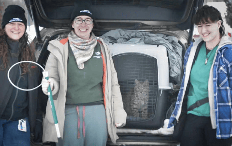 Woman Takes In a Tiny "Kitten" Only to Discover It Isn't an Ordinary Cat