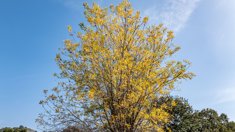 A Southern California black walnut with yellow foliage
