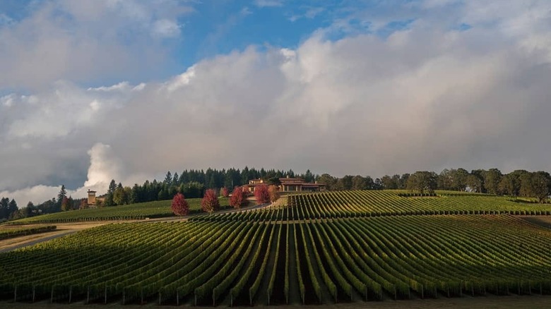 Wide shot of manicured vineyard rows under blue skies and white, low clouds with estate in the distance.