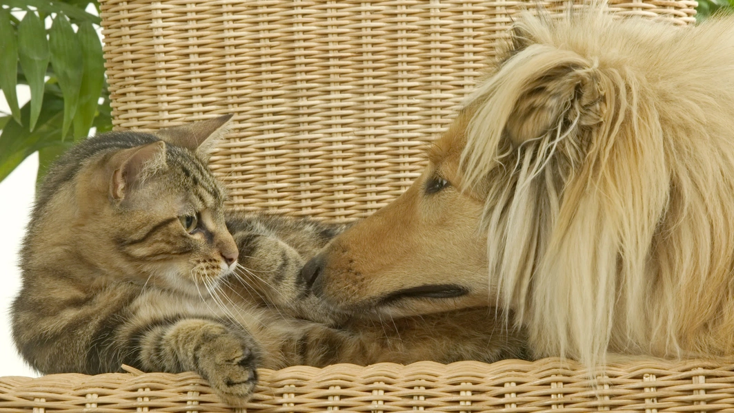 how-cats-and-dogs-build-comforting-bonds