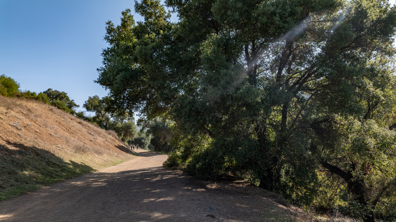 The California live oak tree on the side of a road