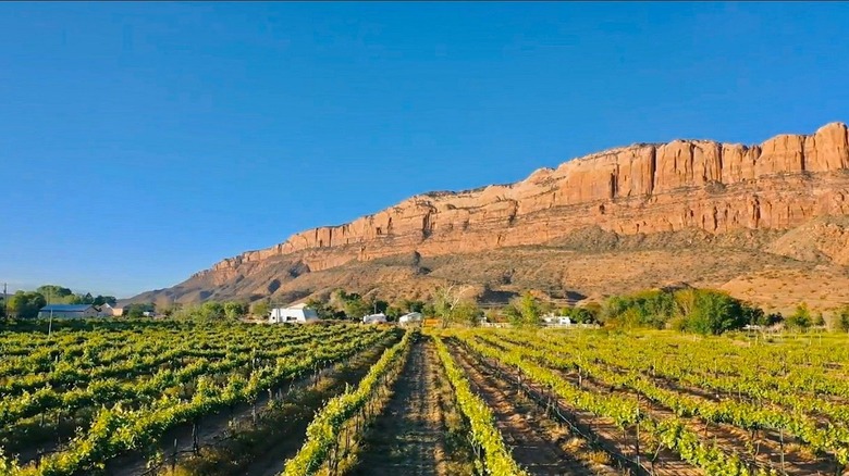 Vineyards at the base of a rocky plateau under clear, blue skies.