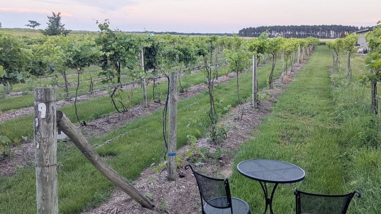 Bistro table and chairs set amid growing grapevines with a row of tall trees in the distance.