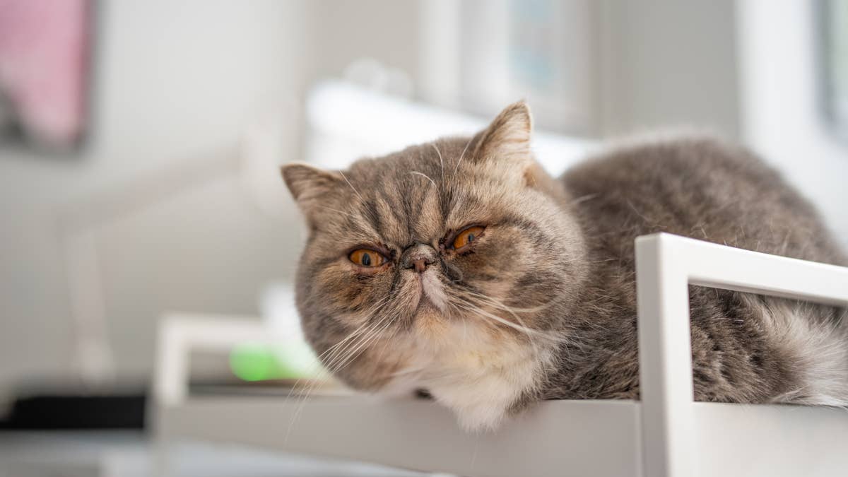 Tabby Persian cat has the funniest permanent grumpy face