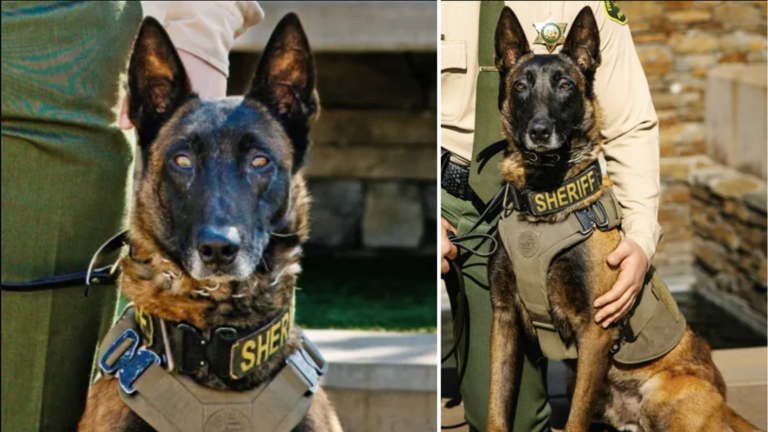 Beloved K-9 Dies After Illegal Fireworks Trigger Fatal Fourth of July Tragedy—Petition Calls for Stronger Action