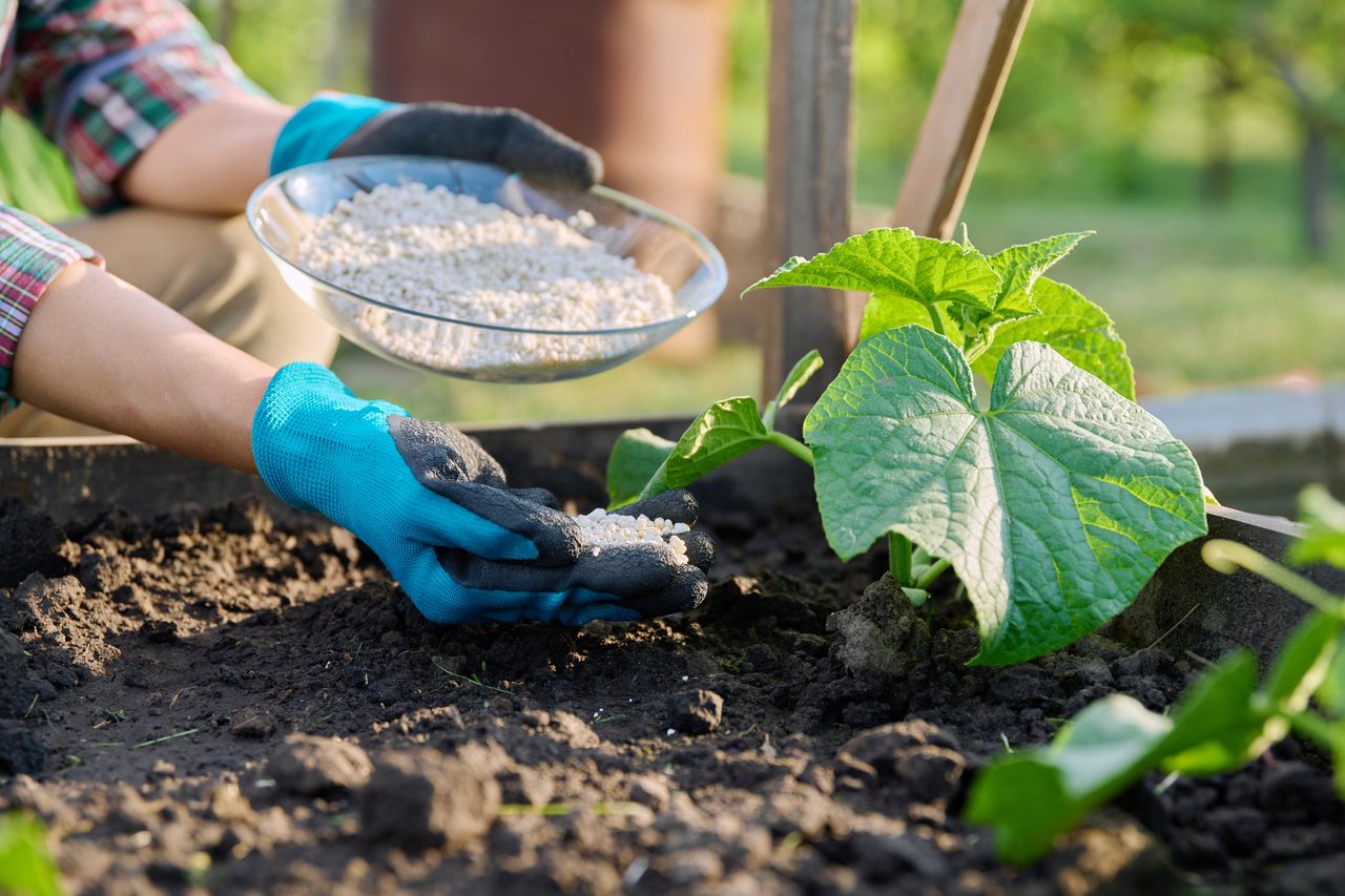 Gardener applying fertilizer to plants in soil