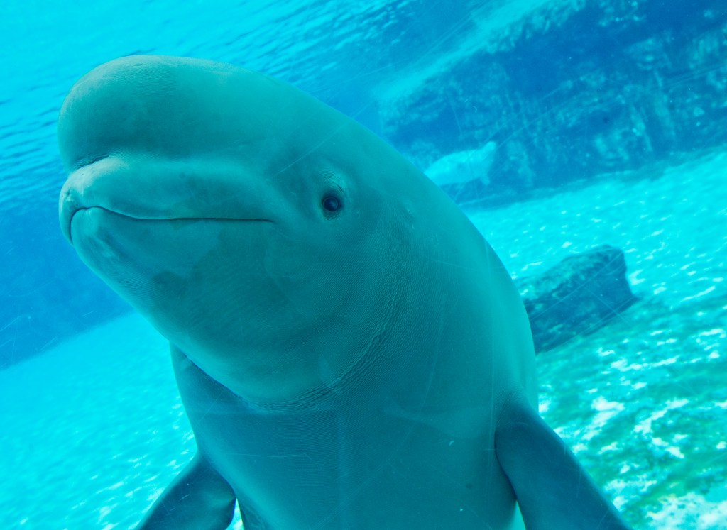 beluga-whales-seen-glass-marinelands-134205294