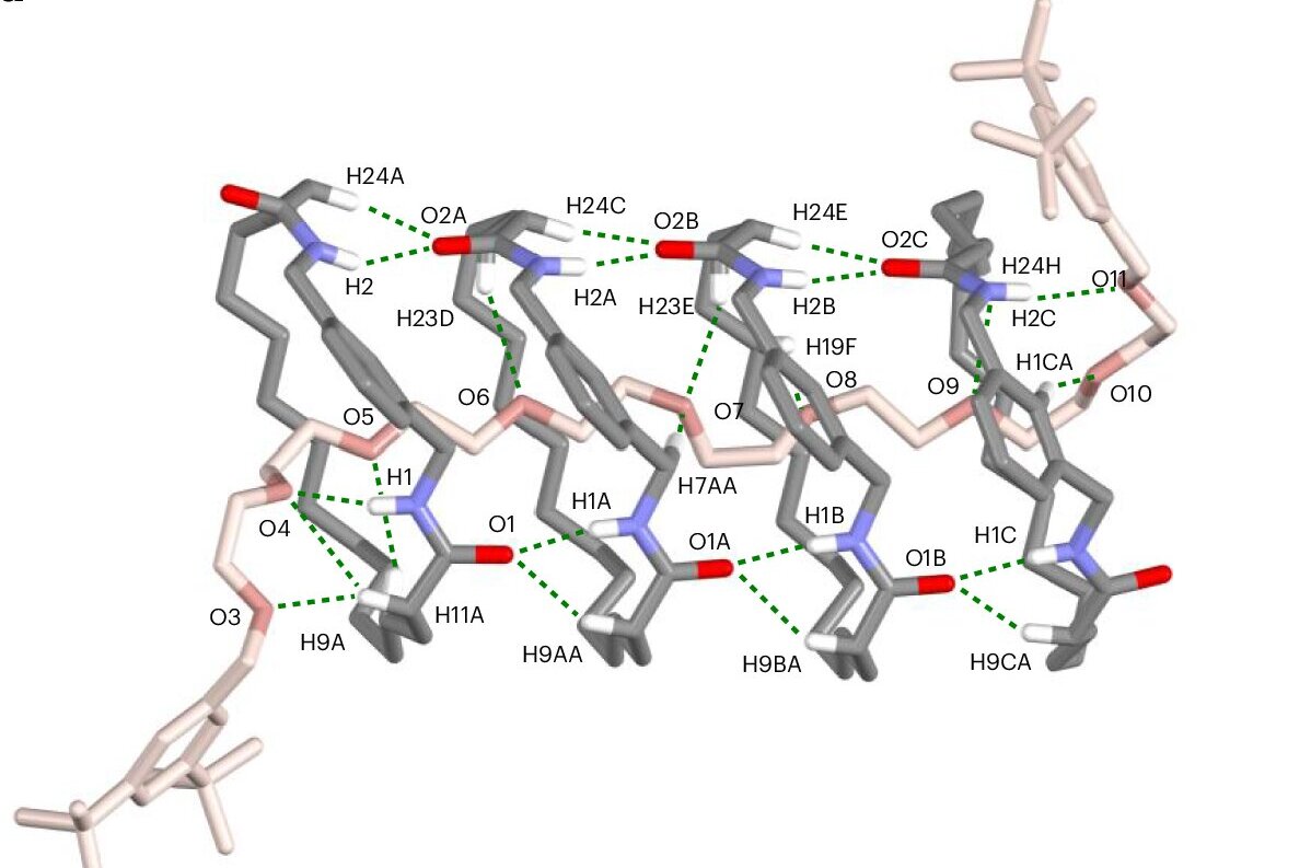 Self‑building molecular rings bring next‑generation drug delivery and ...