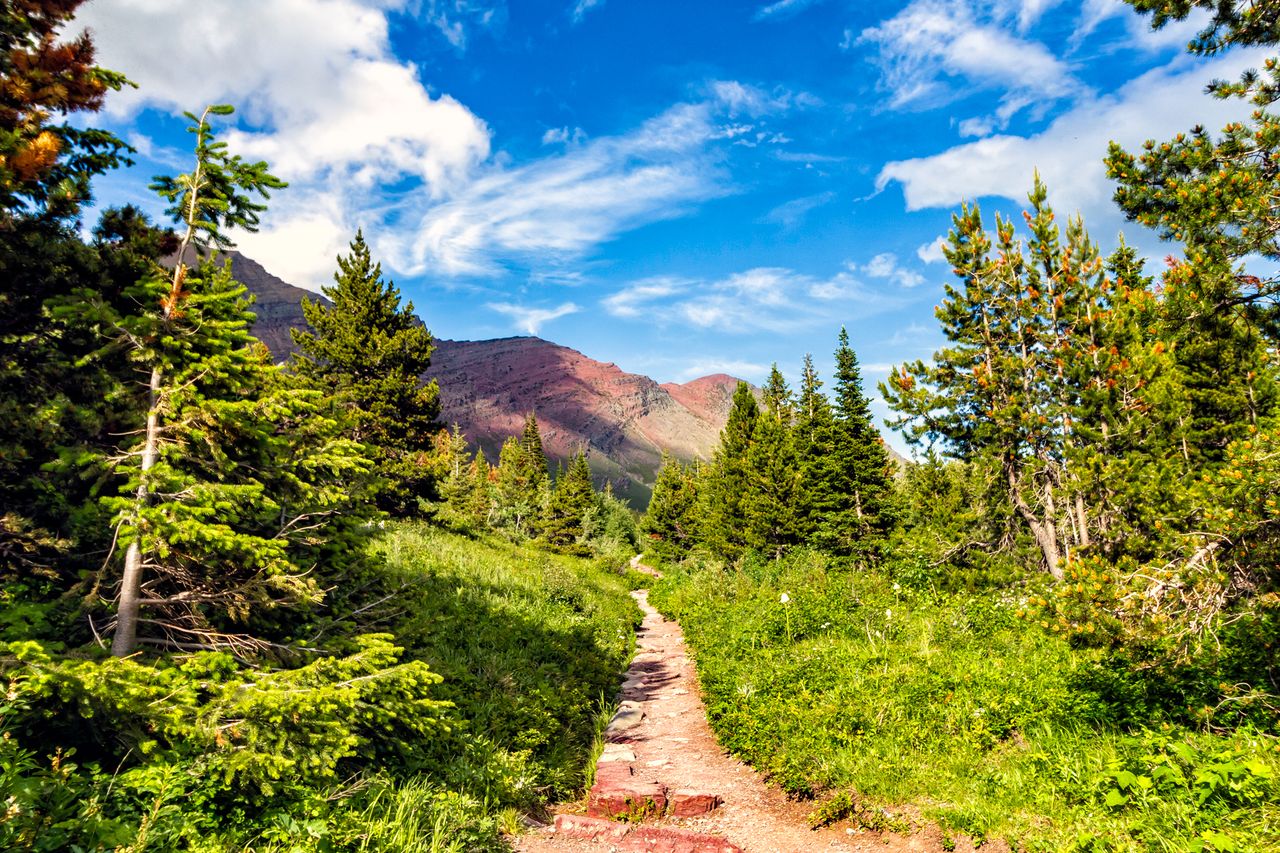 A scenic hiking trail surrounded by trees and leading towards distant mountain peaks under a bright partly cloudy sky