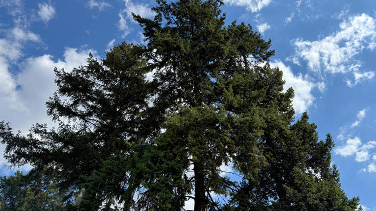 Before you cut it down: 22 types of trees that are actually legally ...
