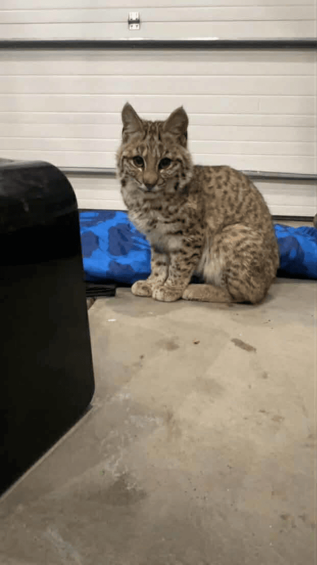 Woman Takes In a Tiny "Kitten" Only to Discover It Isn't an Ordinary Cat