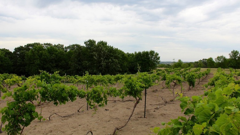 Rows of grapevines with trees and a meadow in background.