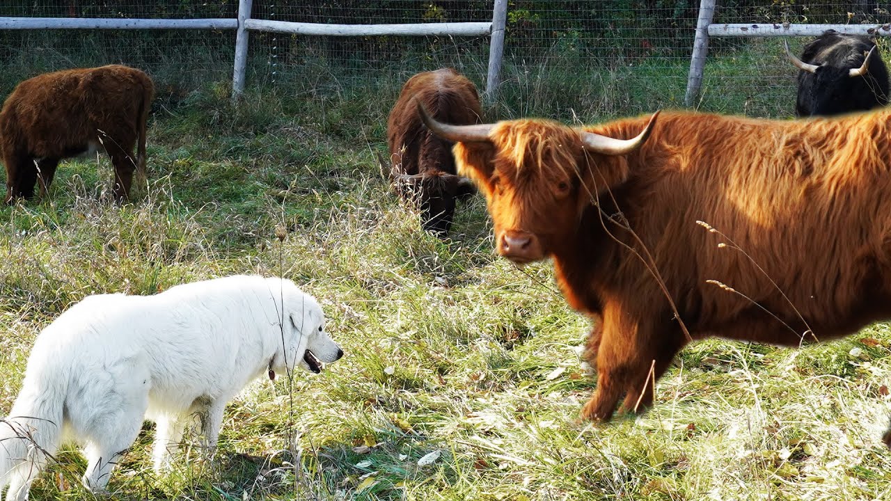 Discover if cattle on a Vermont farm are too wild