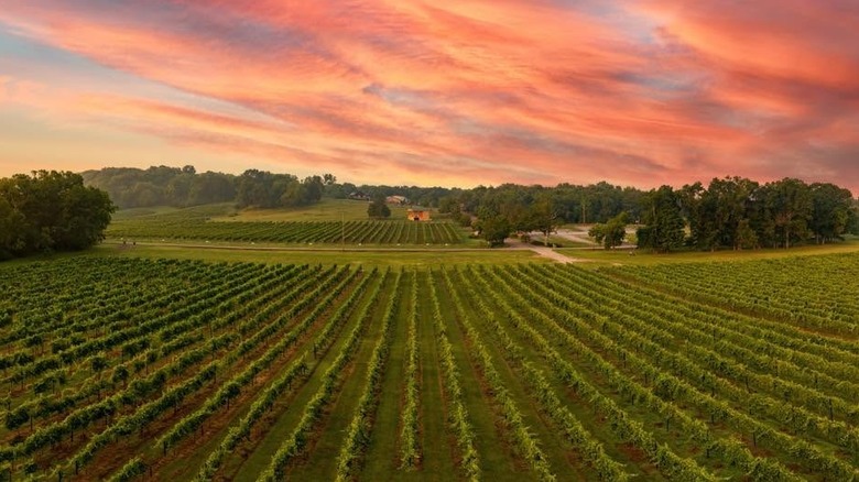 Wide angle view of rows of grapevines under pink and yellow clouds, with estate in the distance.