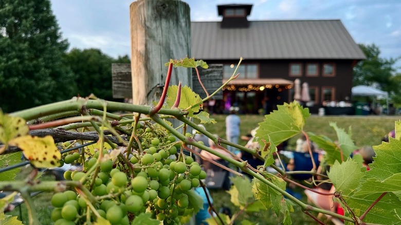 Close-up shot of green grapes on the vine, with people gathered on a lawn and the tasting room in the background.