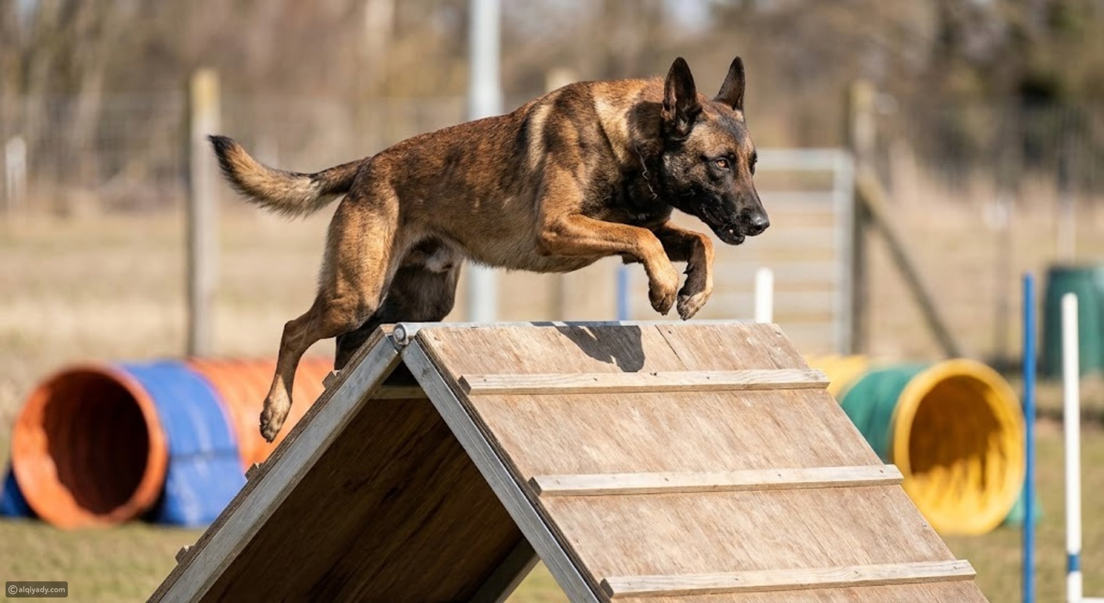 I love dogs — but I would never own these unpredictable breeds