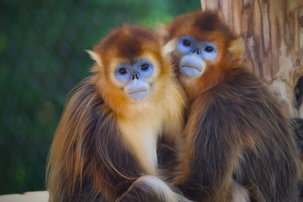 Are monkeys and apes the key to preventing a sixth mass extinction?