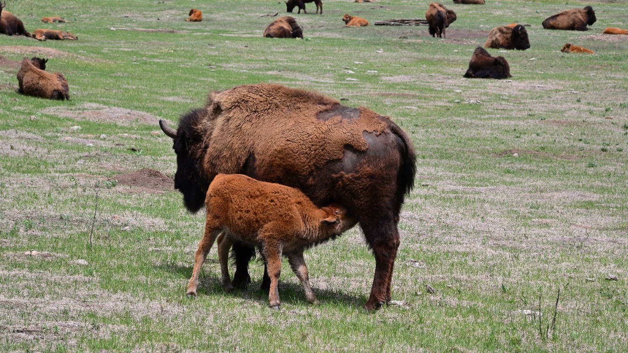 A one-in-a-million white bison calf was born at an Iowa wildlife refuge