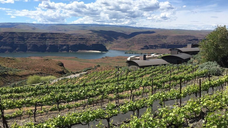 Leonetti Cellar's Mill Creek Upland Vineyard, sloping down toward the winery and the cliffs of Mill Creek.