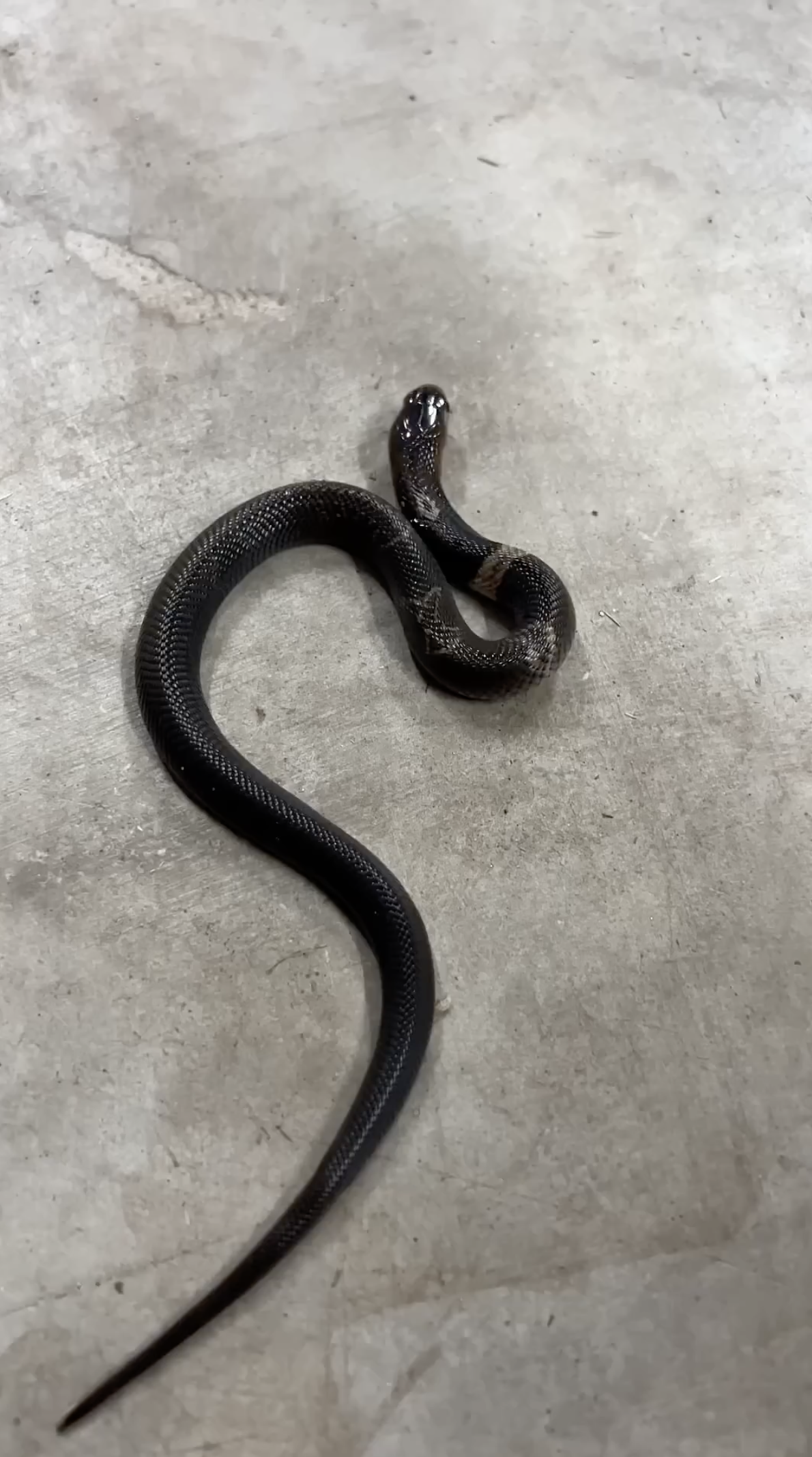 Baby cobra tries hooding up