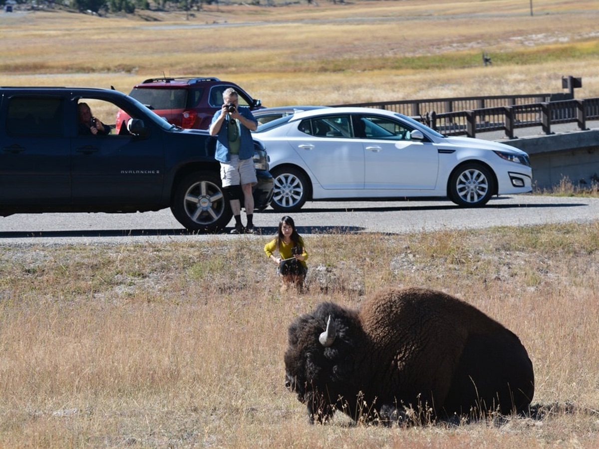 Watch: Yellowstone bison launches tourist 8 feet into the air
