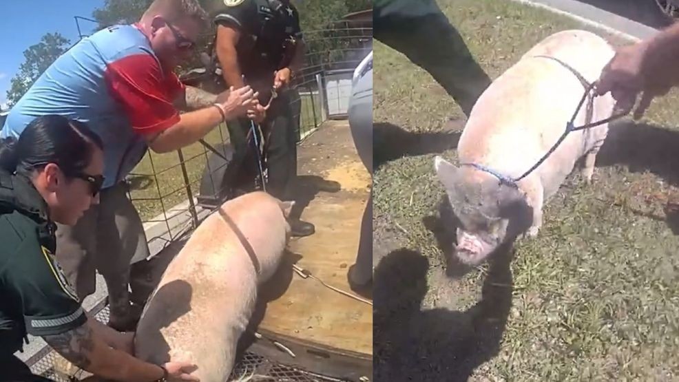 'That's a first': Runaway pig wrangled by Florida deputies after escaping trailer