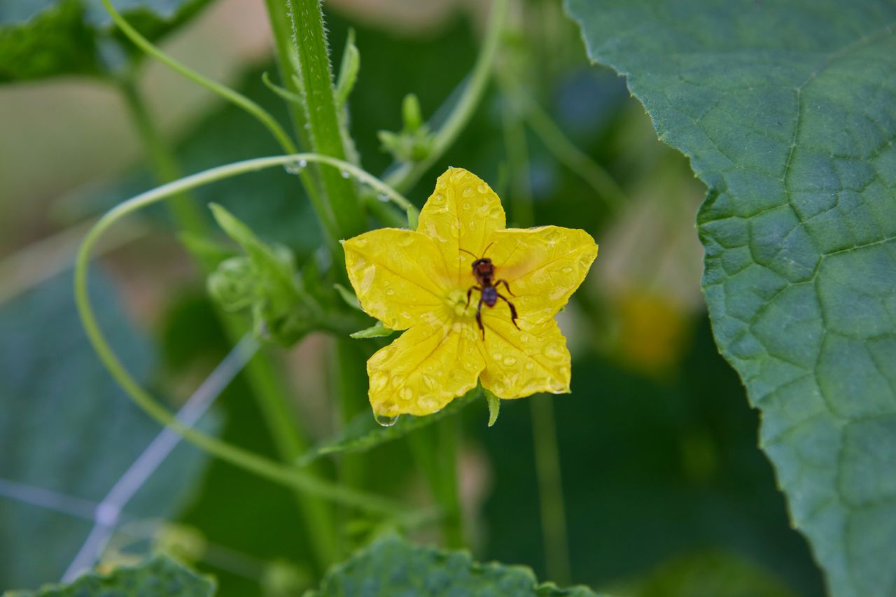 A small insect on a yellow flower among green leaves in a garden setting