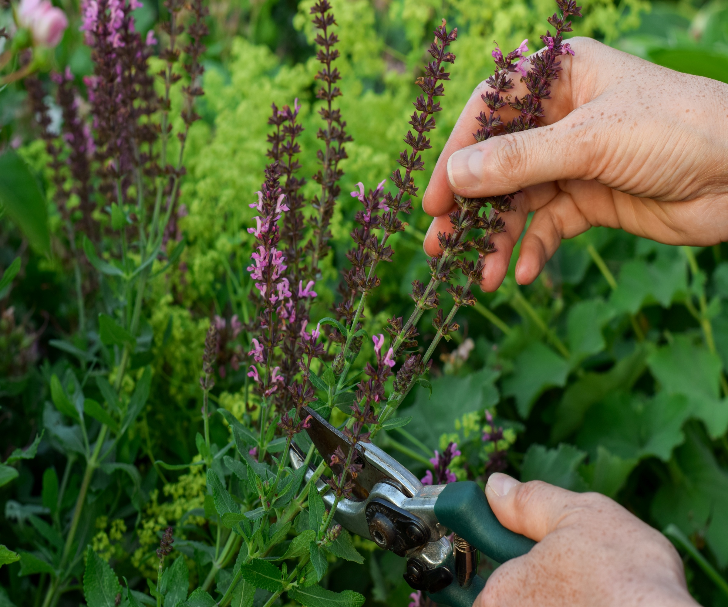 Deadheading a salvia with pruners