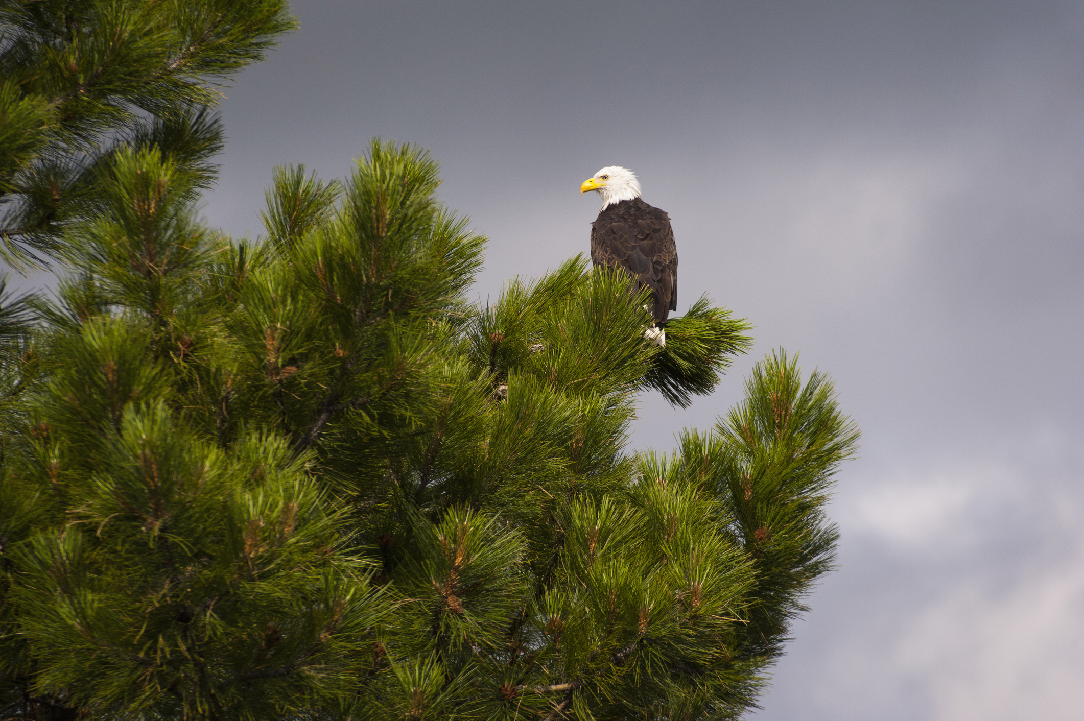 picture of bald eagle in pine tree located in Lake County, Oregon