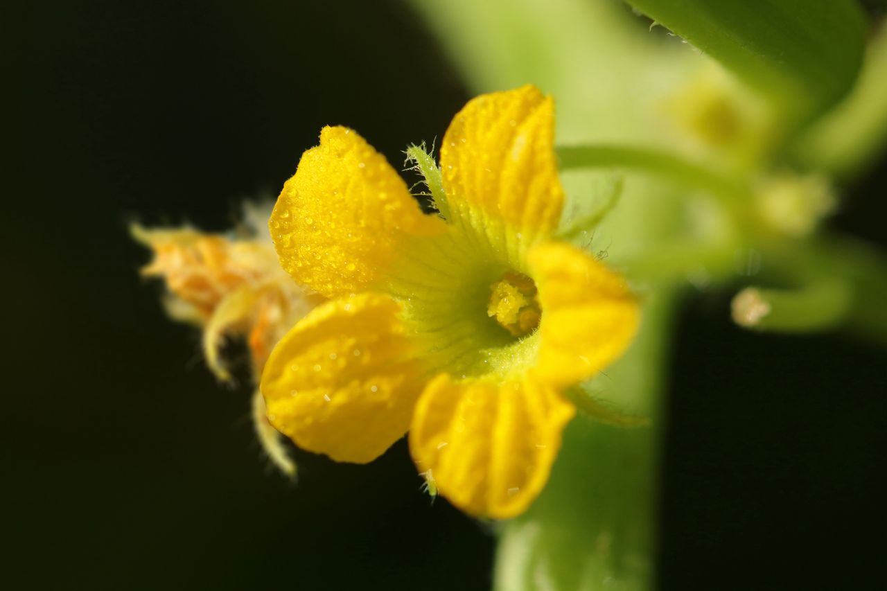 Closeup of a small yellow flower with green stem and blurred background