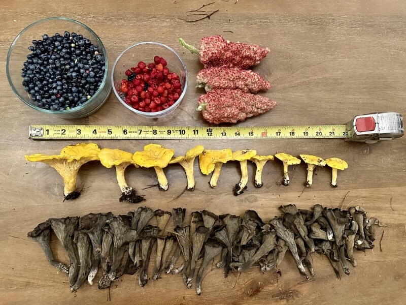 New Hampshire forager finds giant chanterelles, black trumpets, and a lesson in where they grow