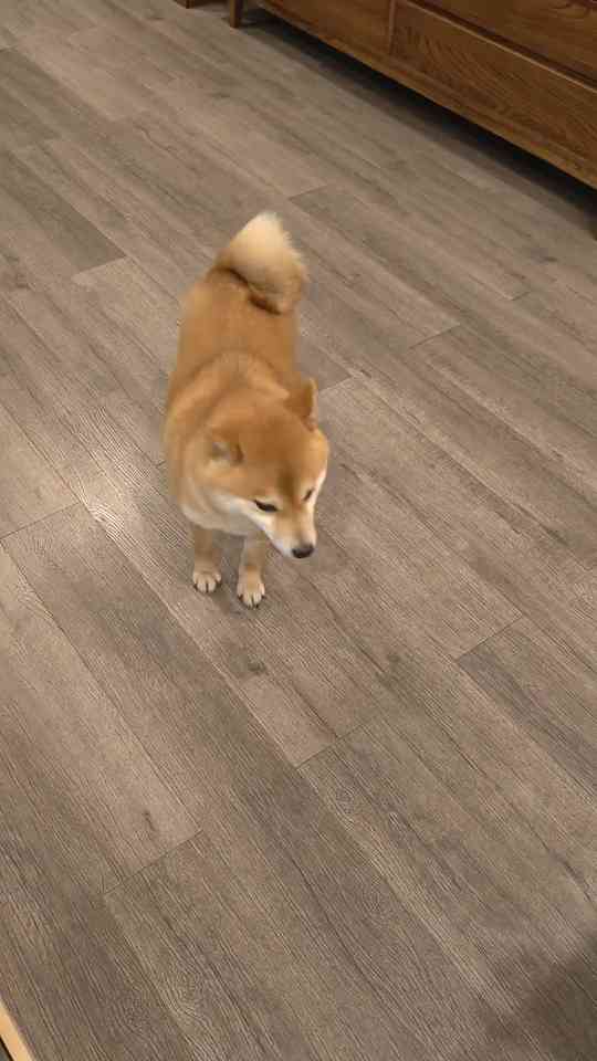 My Shiba Inu is currently locked in a fierce, high-stakes battle with ...