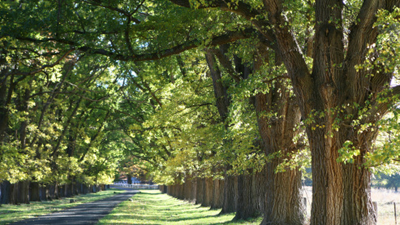 A walkway lined with American elms