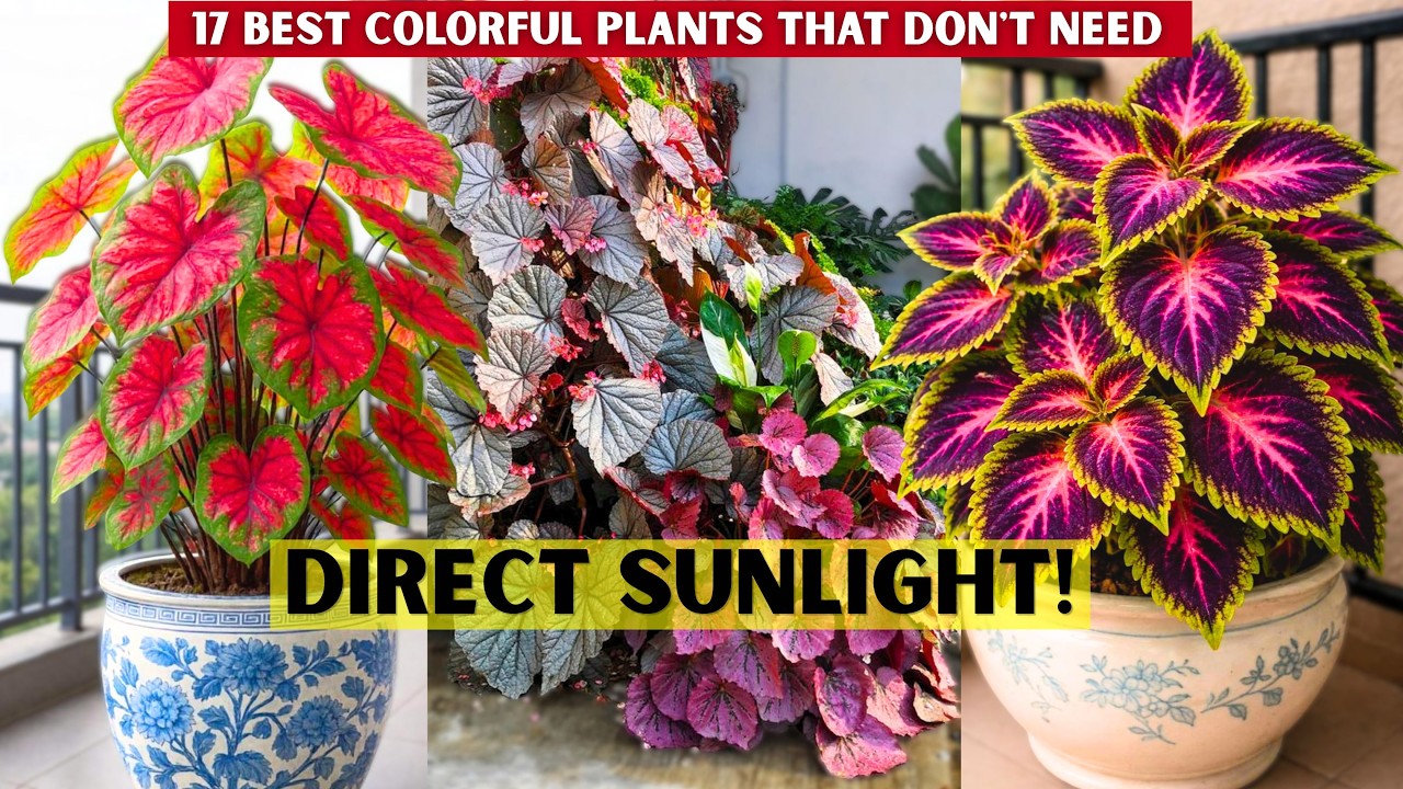 Brighten your home with 17 colorful low light loving plants