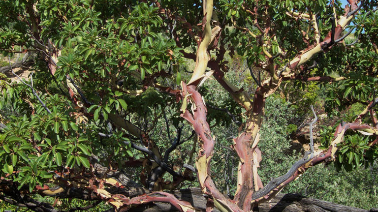 Before you cut it down: 22 types of trees that are actually legally ...