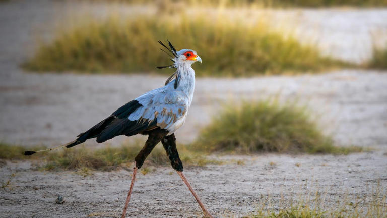 This African raptor looks more like a runway model than a predator