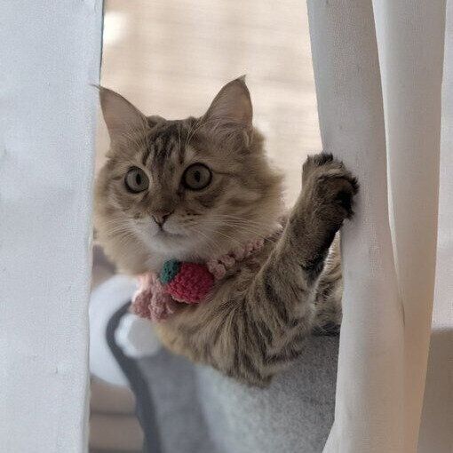カーテンから顔をのぞかせ、帰宅した飼い主さんを出迎える猫の心理を獣医師に聞いた