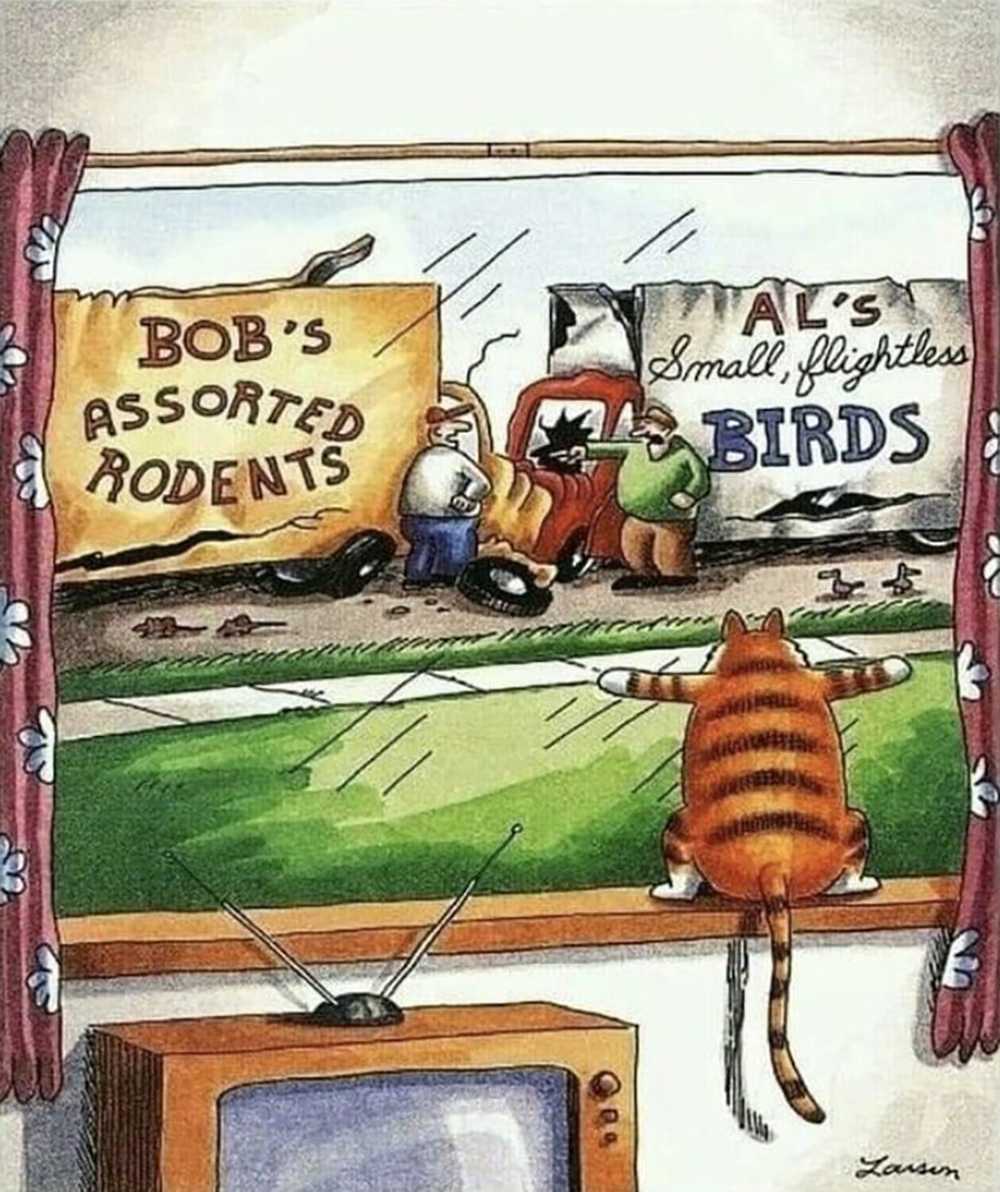 A cat looks through a window at a crash between a rodent and small bird company's trucks.