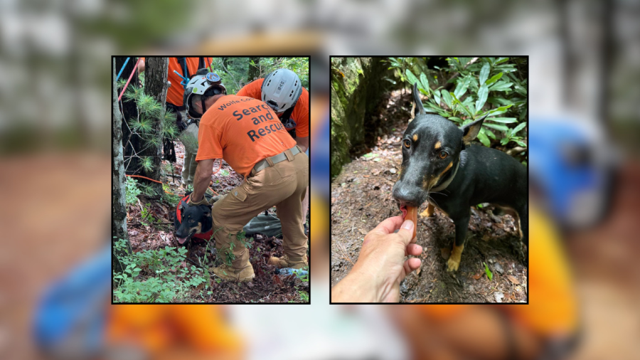 Missing dog survives fall from 65-foot cliff, rescued