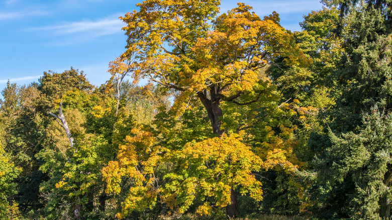 Big leaf maple with green and yellow leaves