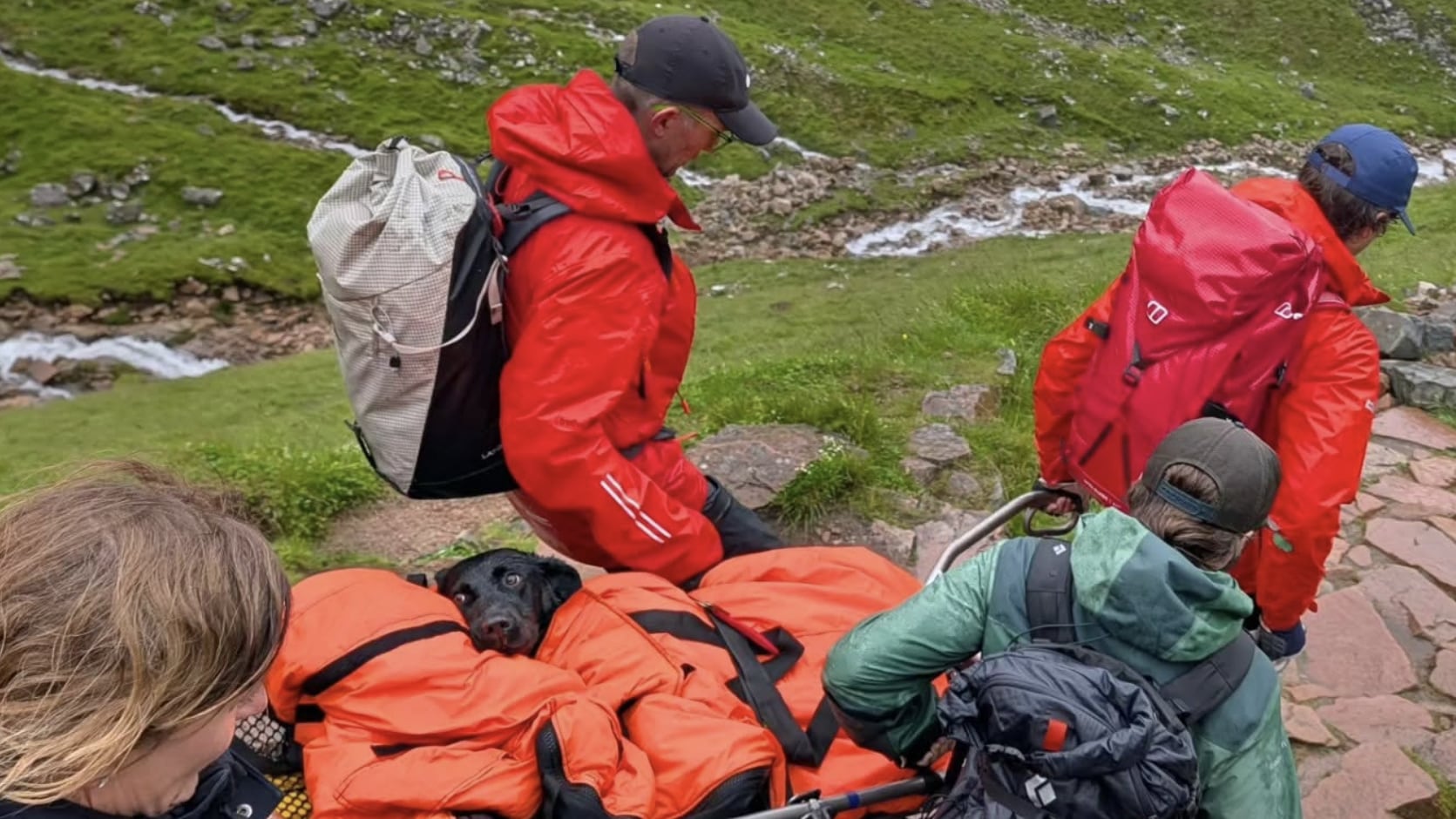Drugged Out Dog Rescued After Mountain Ordeal