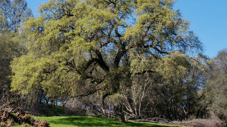 A majestic blue oak tree in a park