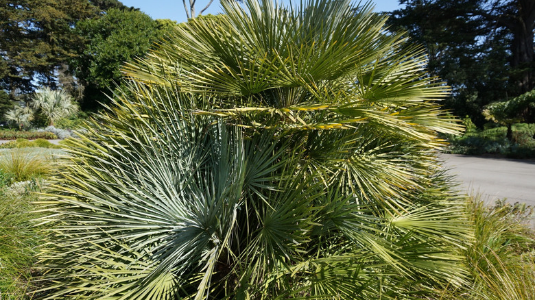 A young sabal palm growing in a yard