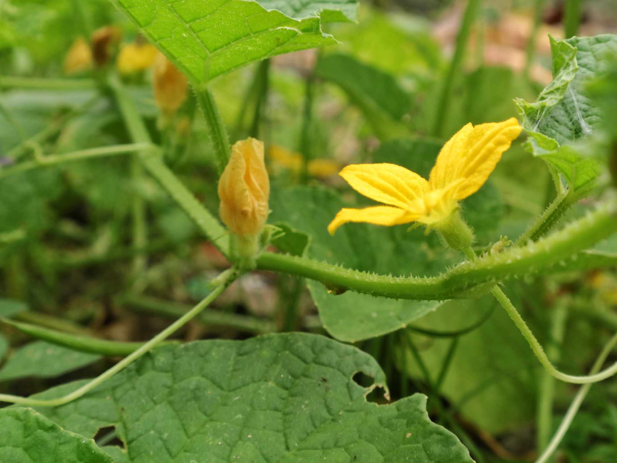 5 reasons why your cucumber plant isn’t fruiting (and how to fix each one)