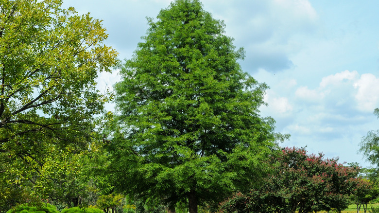 A bald cypress tree is growing in the company of other species