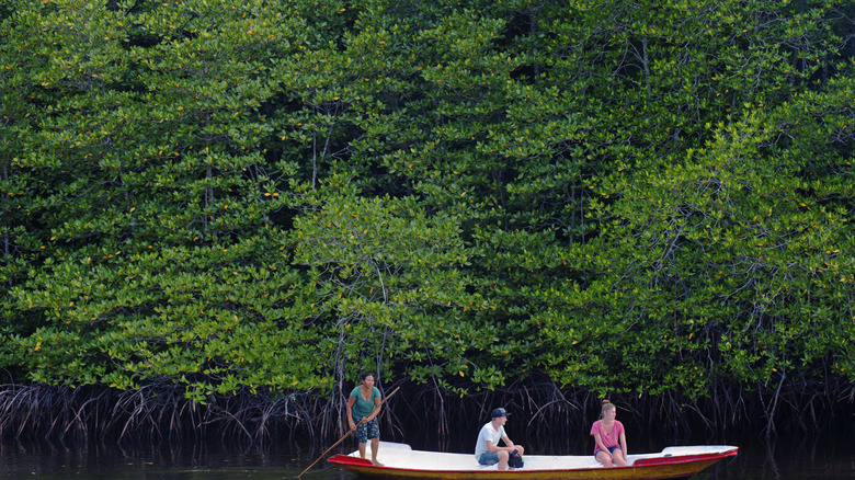 People on a boat with mangroves serving as a backdrop
