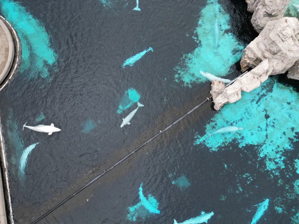 2025-remaining-30-captive-belugas-134205311