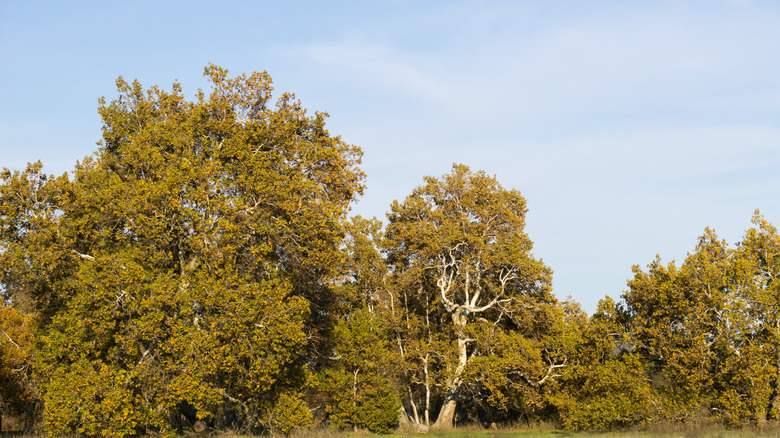 Western sycamore trees growing side-by-side